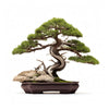 Afton bonsai tree