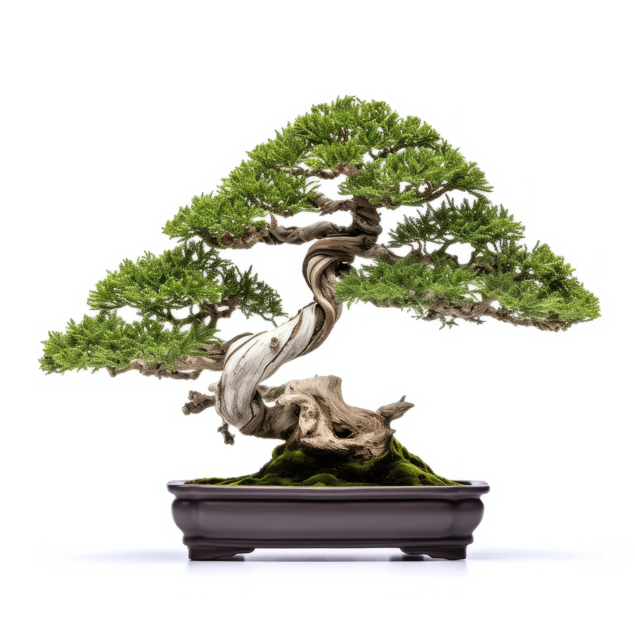 Agapito bonsai tree