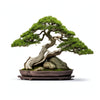 Aheli bonsai tree