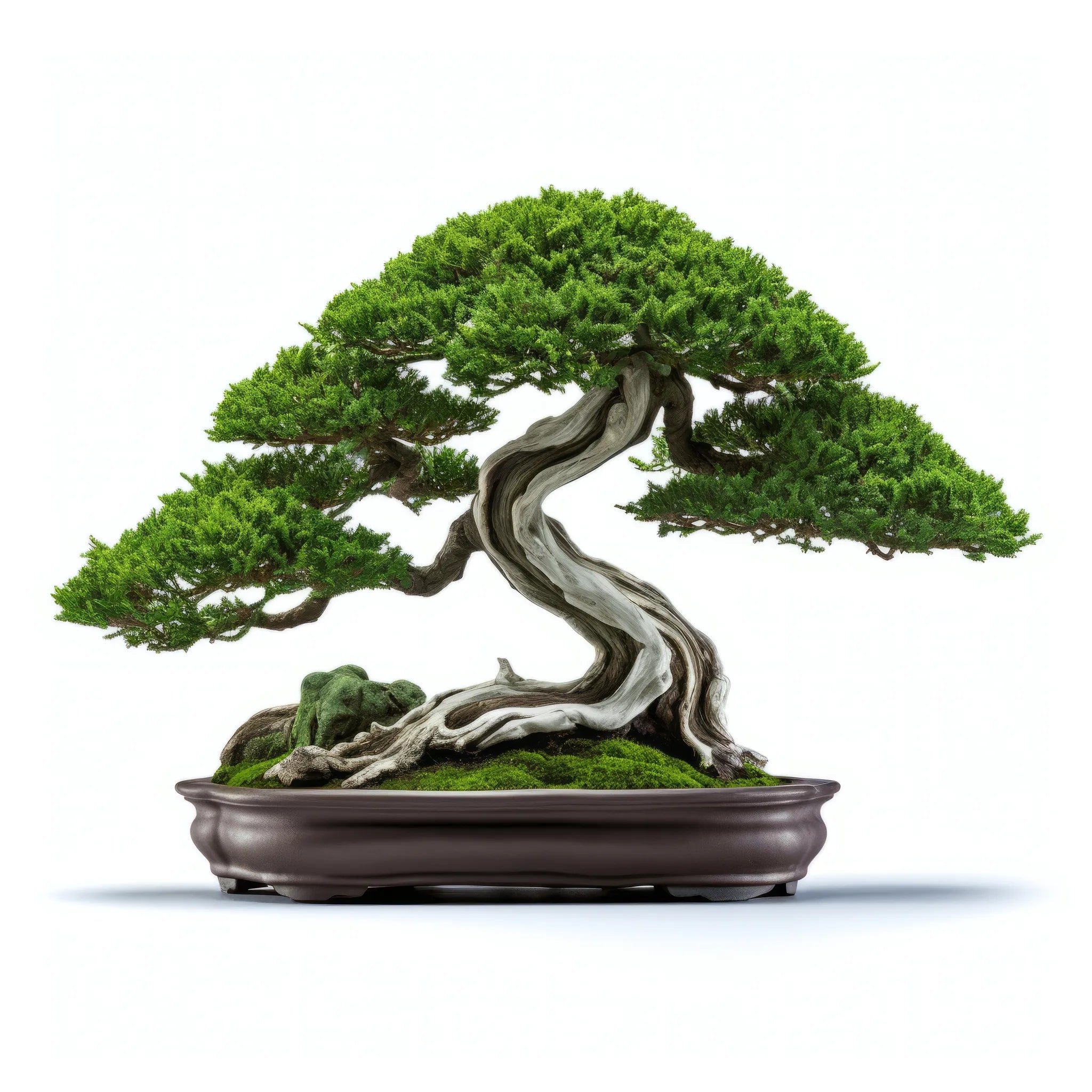 Aibhlin bonsai tree