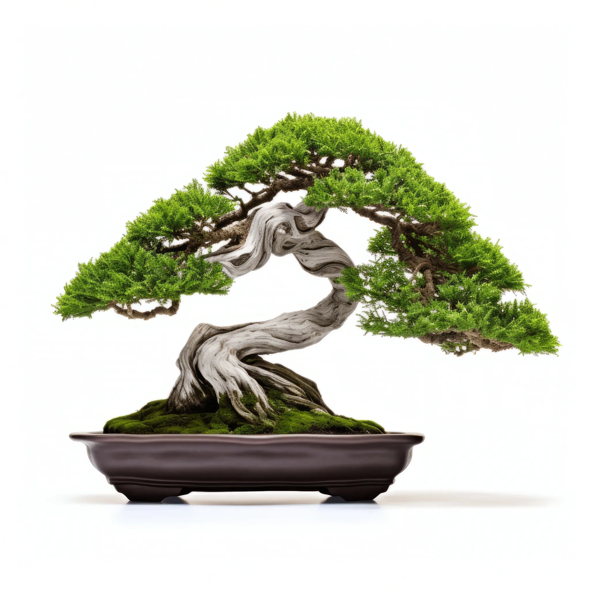 Aidan bonsai tree