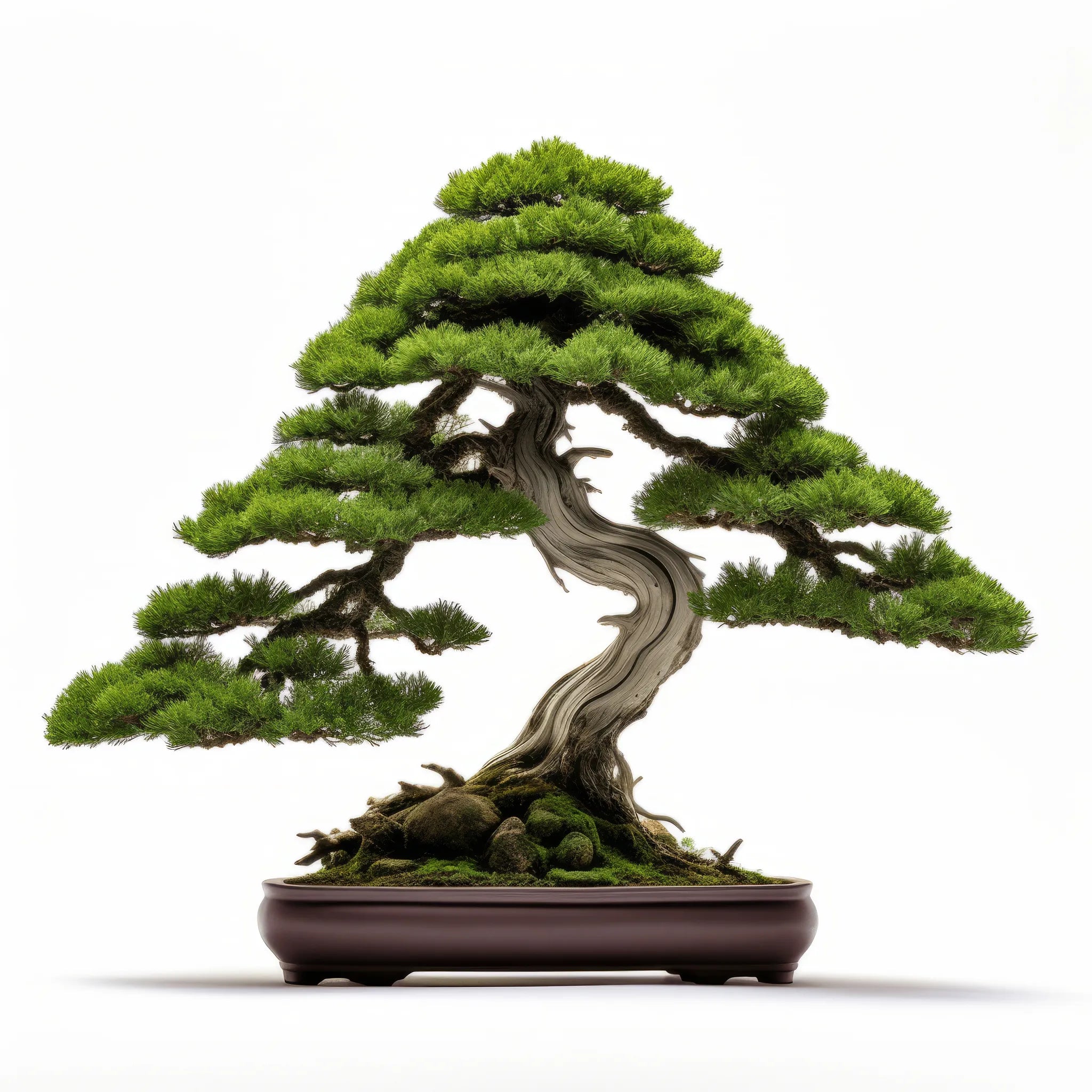 Aiden bonsai tree