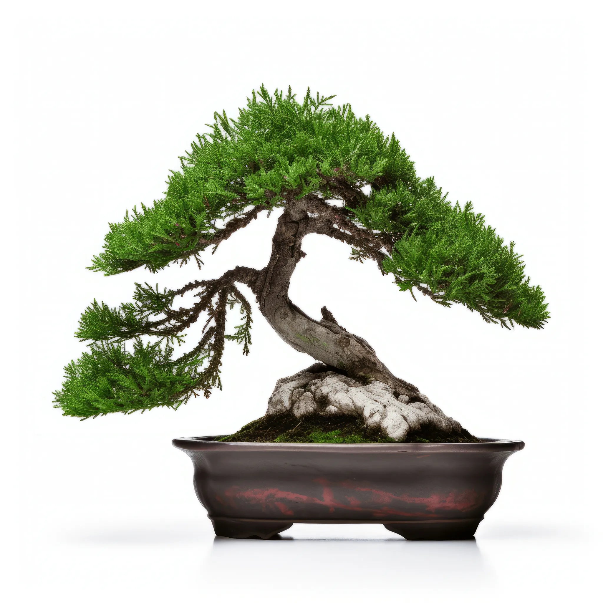 Ailbe bonsai tree