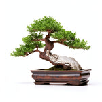 Ailfryd bonsai tree