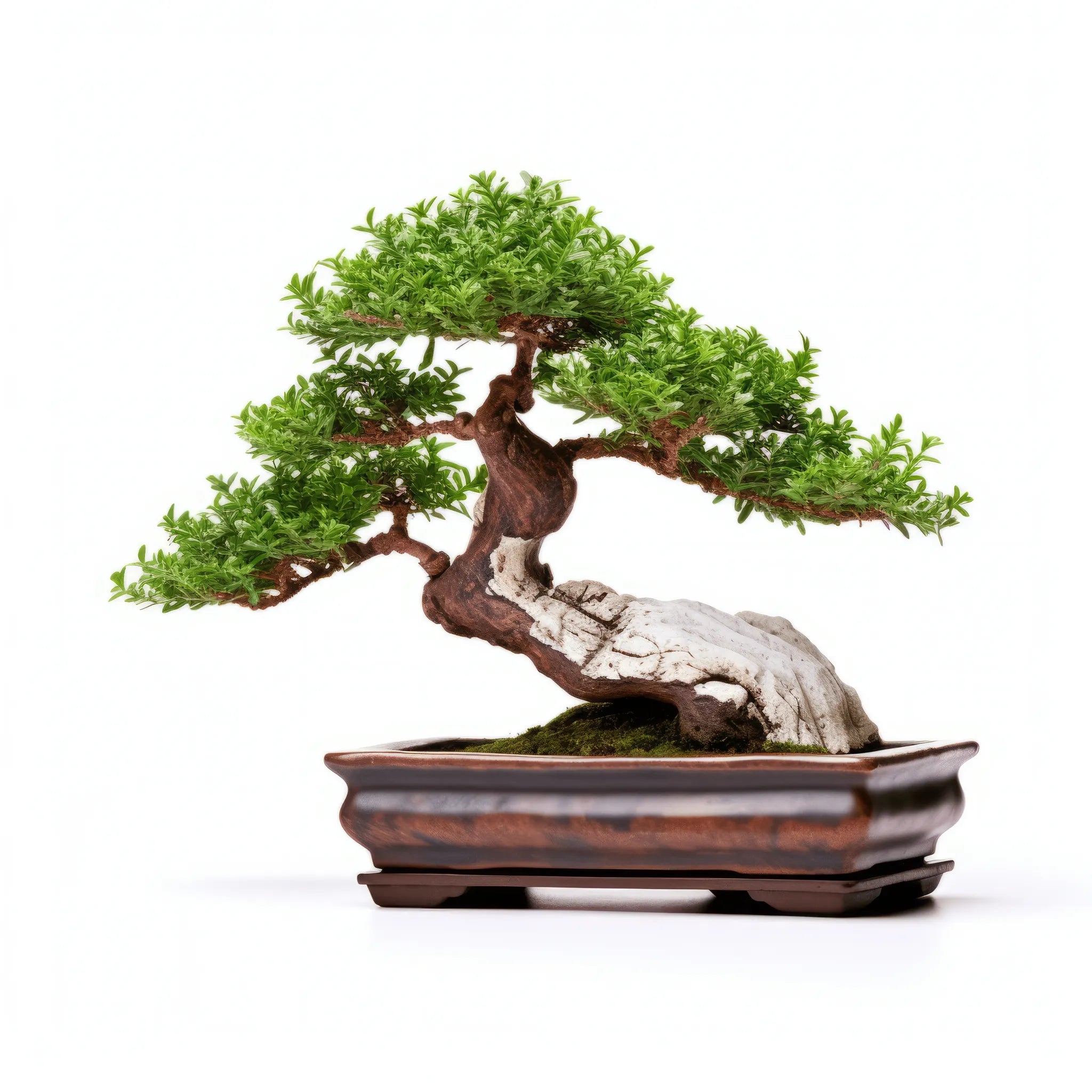 Ailfryd bonsai tree