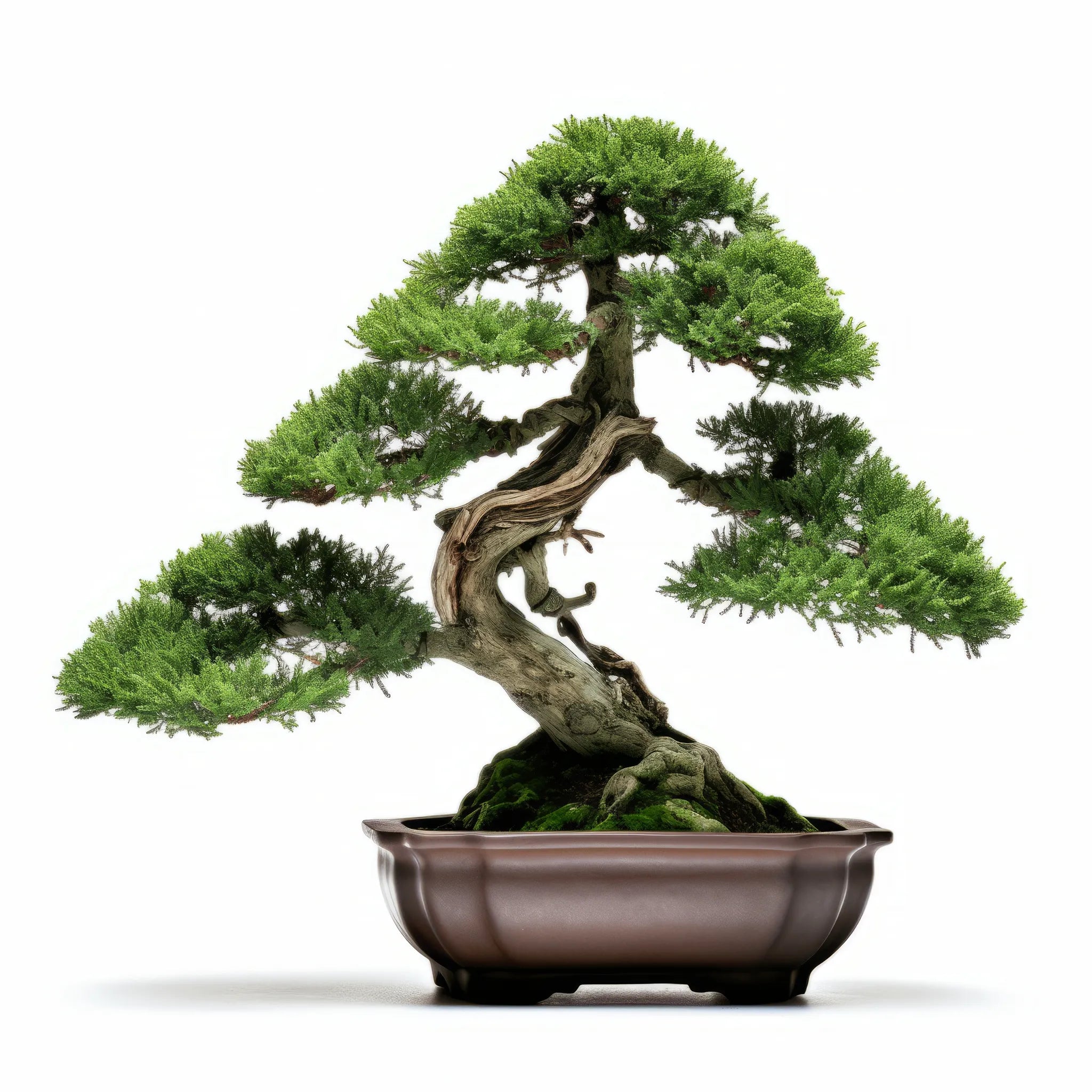 Ailin bonsai tree