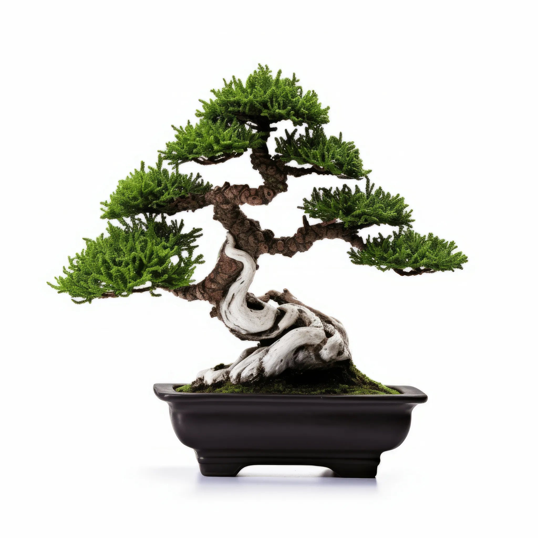 Ailis bonsai tree
