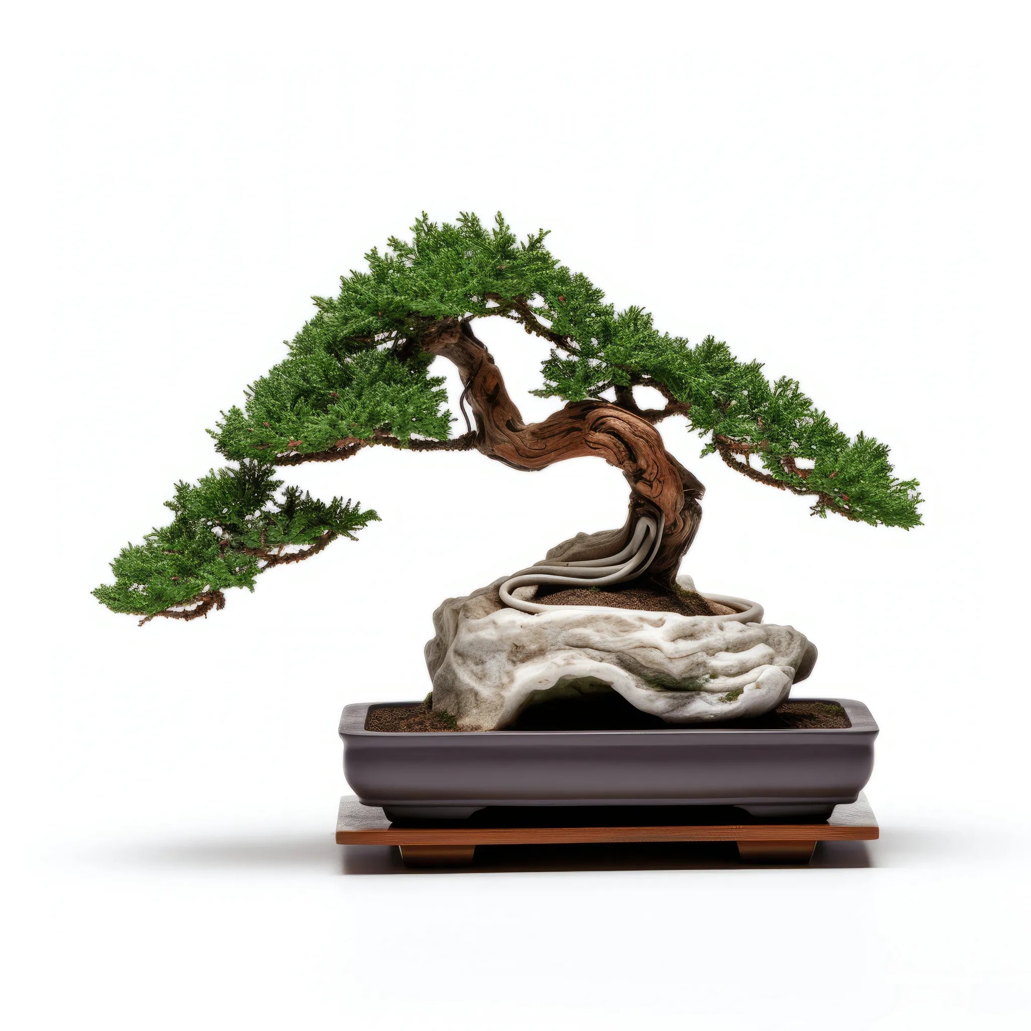 Ailpein bonsai tree