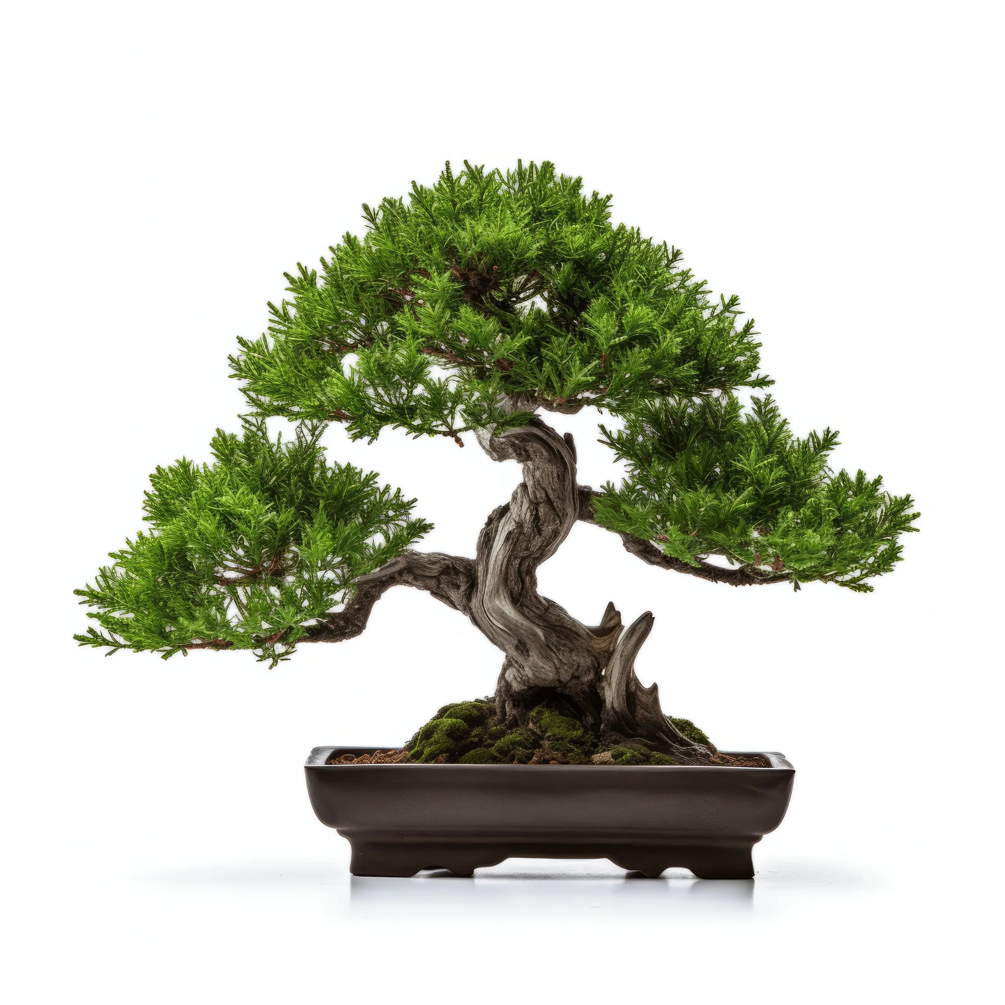 Ainara bonsai tree