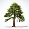 Aizya cedar tree