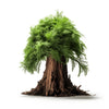 Alamea cedar tree