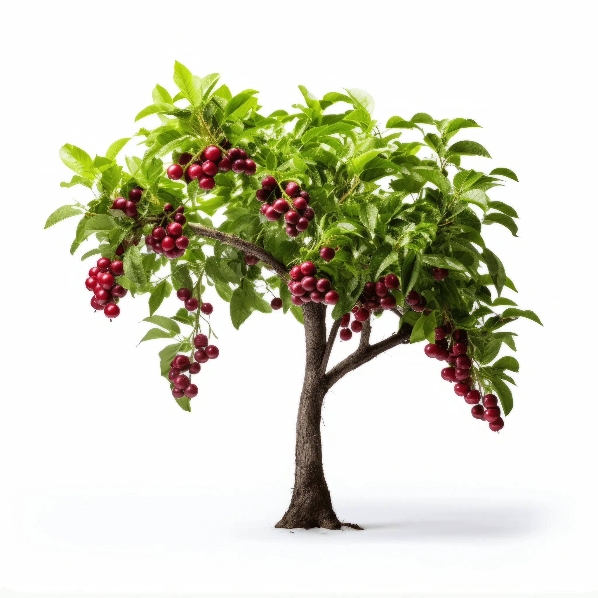 Aldreda cherry tree