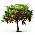 Alessandra cherry tree