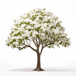 Alia flower tree
