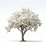 Alika flower tree