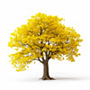 Allyson ginkgo tree