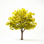 Almeda ginkgo tree