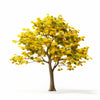 Aloisia ginkgo tree