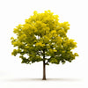 Alondra ginkgo tree