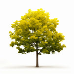 Alondra ginkgo tree