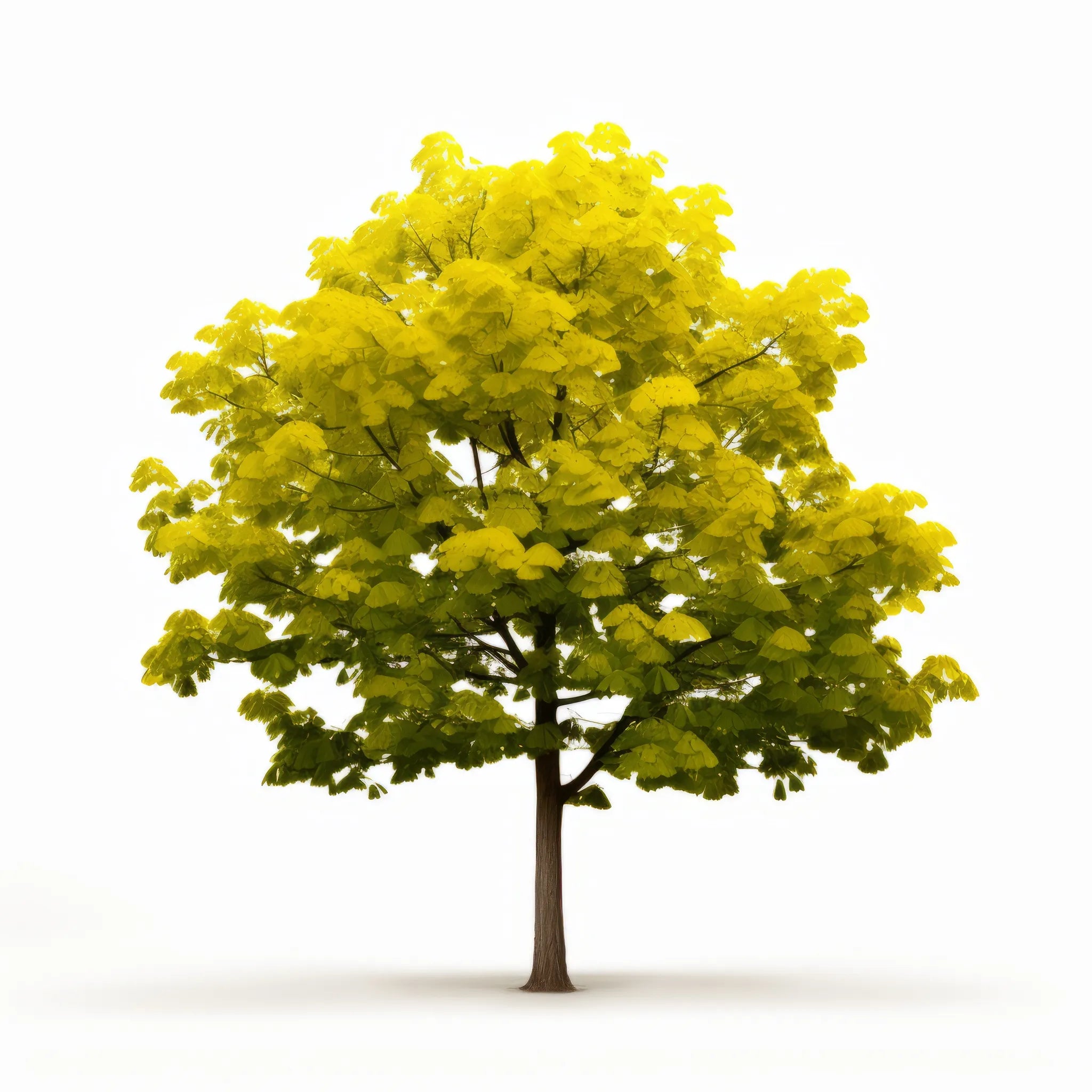 Alondra ginkgo tree