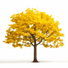 Alonso ginkgo tree