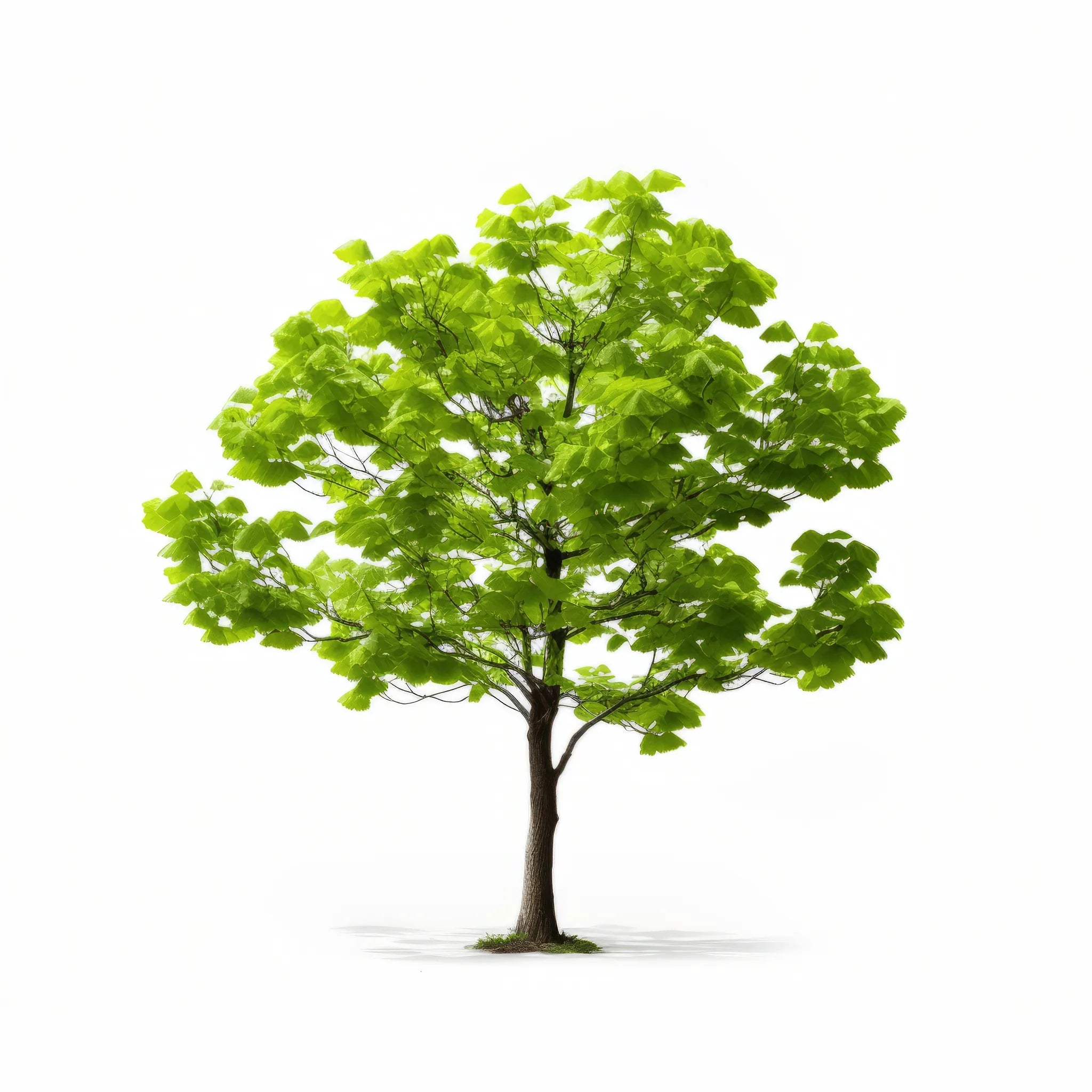 Alouette ginkgo tree