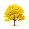 Alphonse ginkgo tree