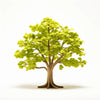 Alphonso ginkgo tree