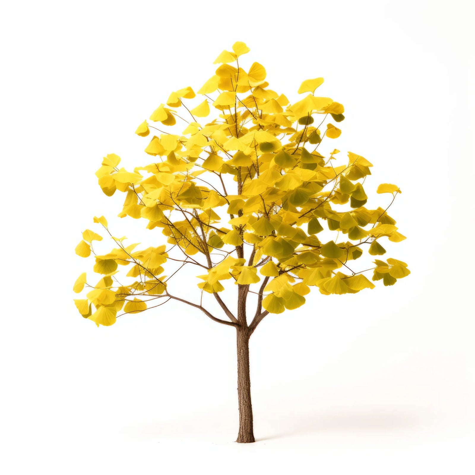 Alpin ginkgo tree