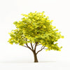 Alun ginkgo tree