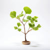 Alva ginkgo tree