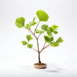 Alva ginkgo tree