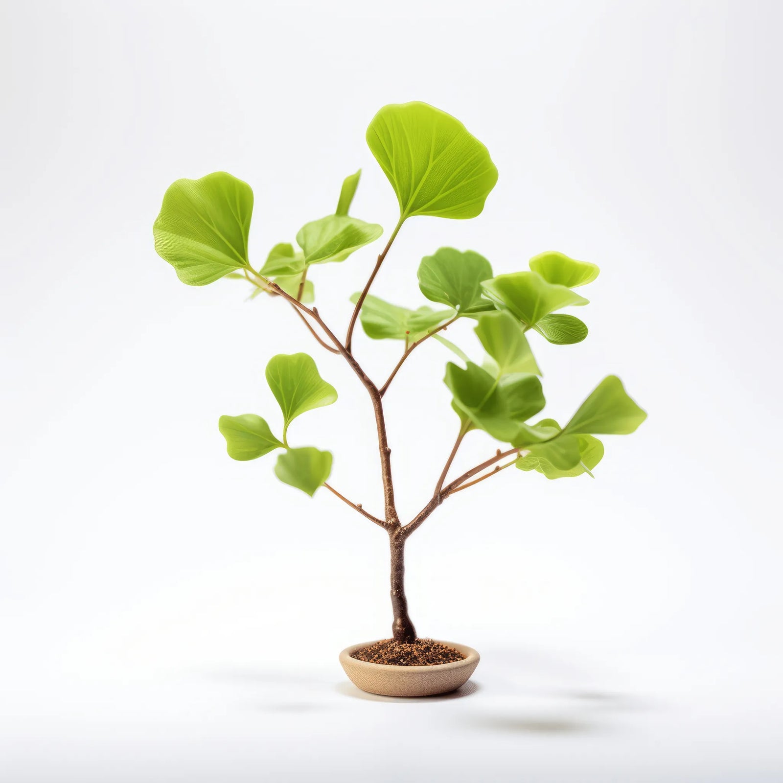 Alva ginkgo tree