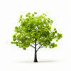 Alvilda ginkgo tree