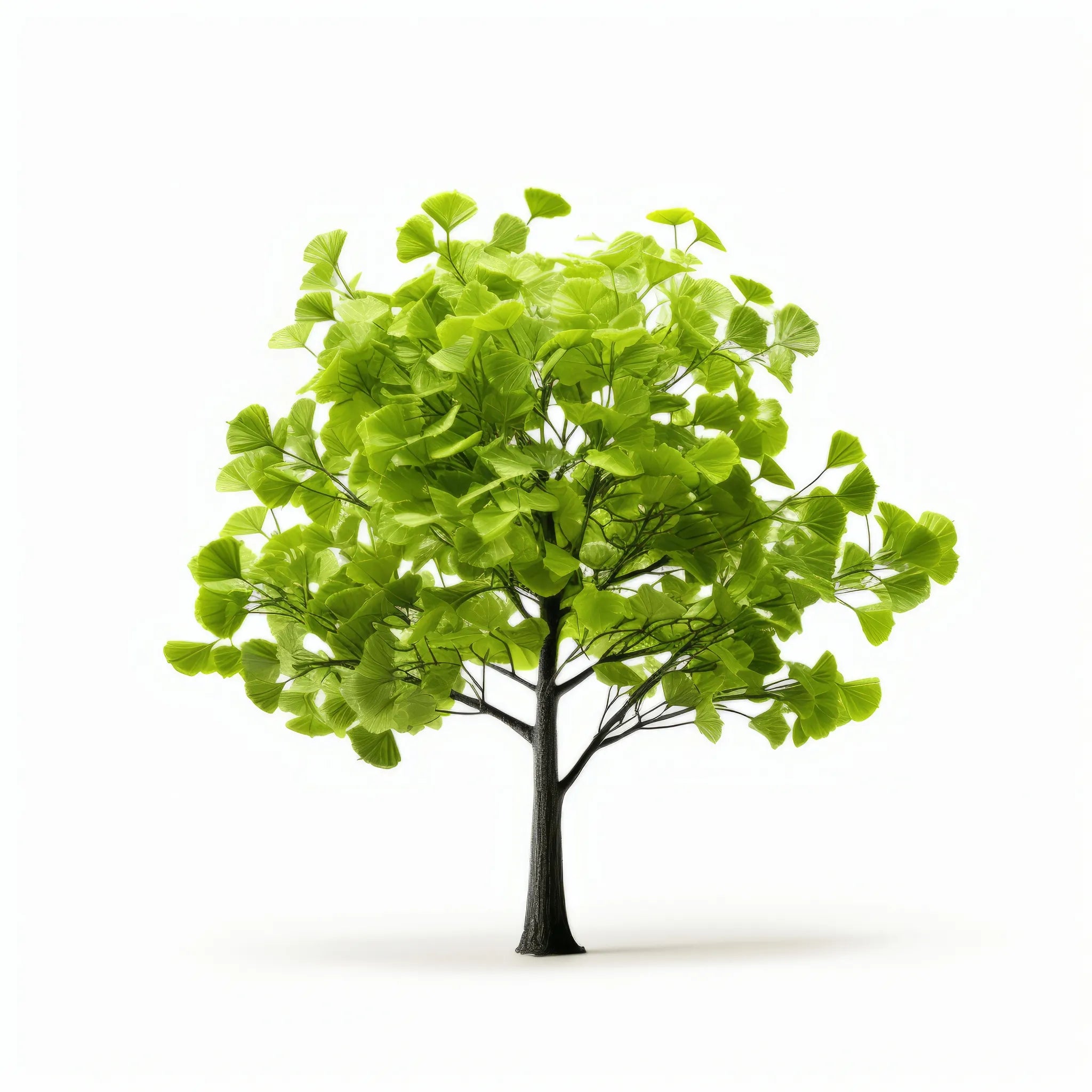Alvilda ginkgo tree