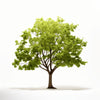 Alvin ginkgo tree