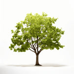 Alvin ginkgo tree