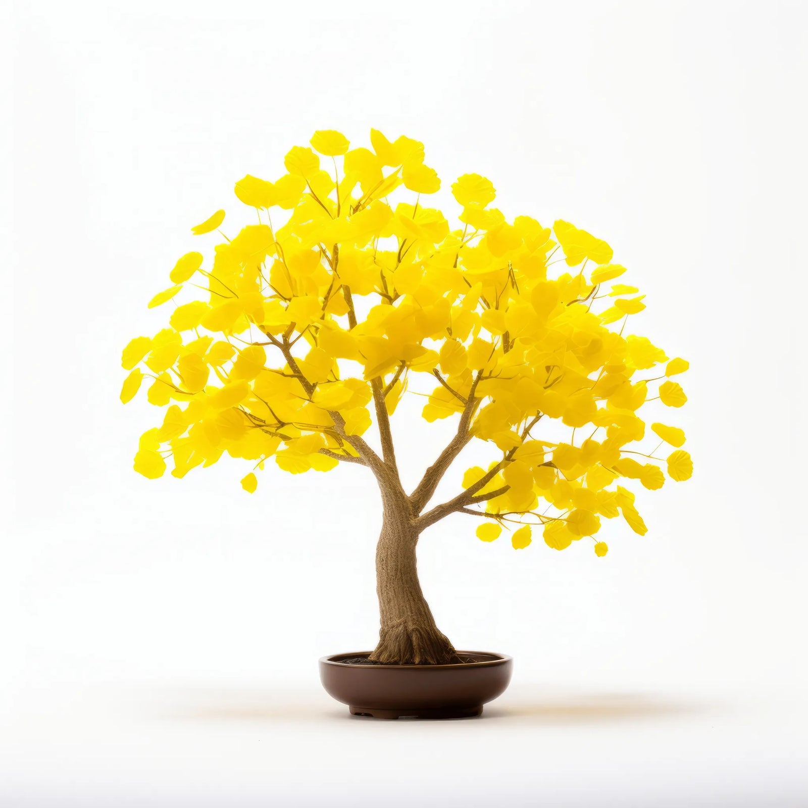 Alya ginkgo tree