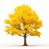 Alysha ginkgo tree