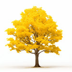 Alysha ginkgo tree