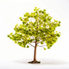 Alyssa ginkgo tree