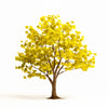 Amabel ginkgo tree