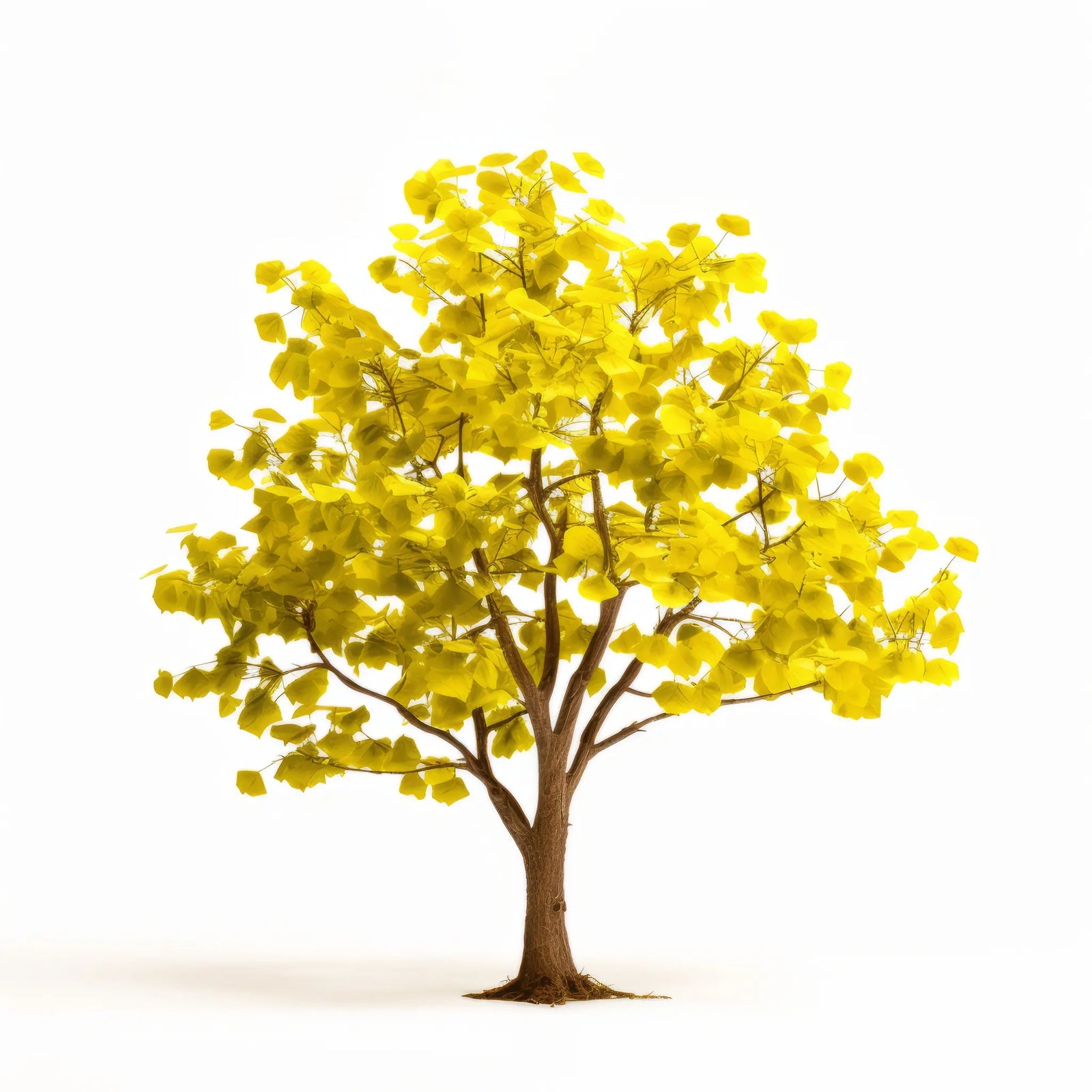 Amabel ginkgo tree