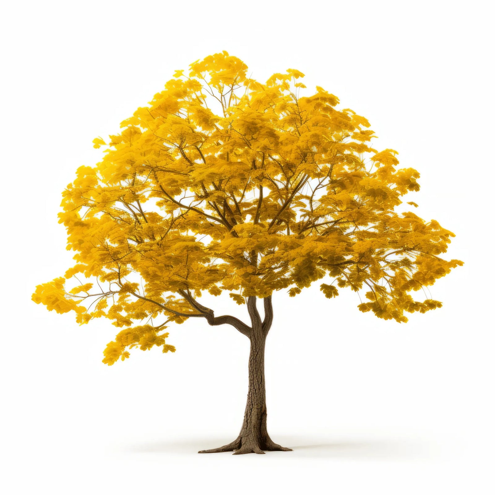 Amadeo ginkgo tree