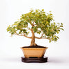 Amal ginkgo tree