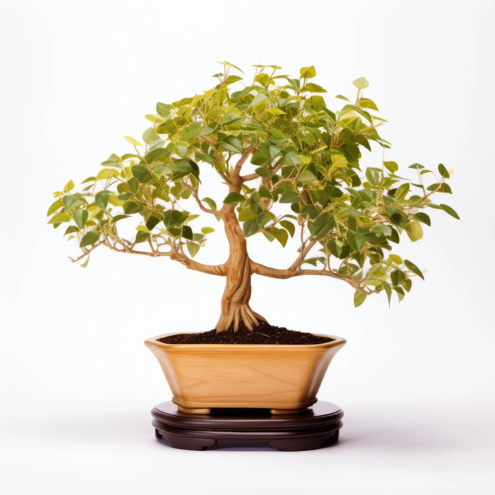 Amal ginkgo tree