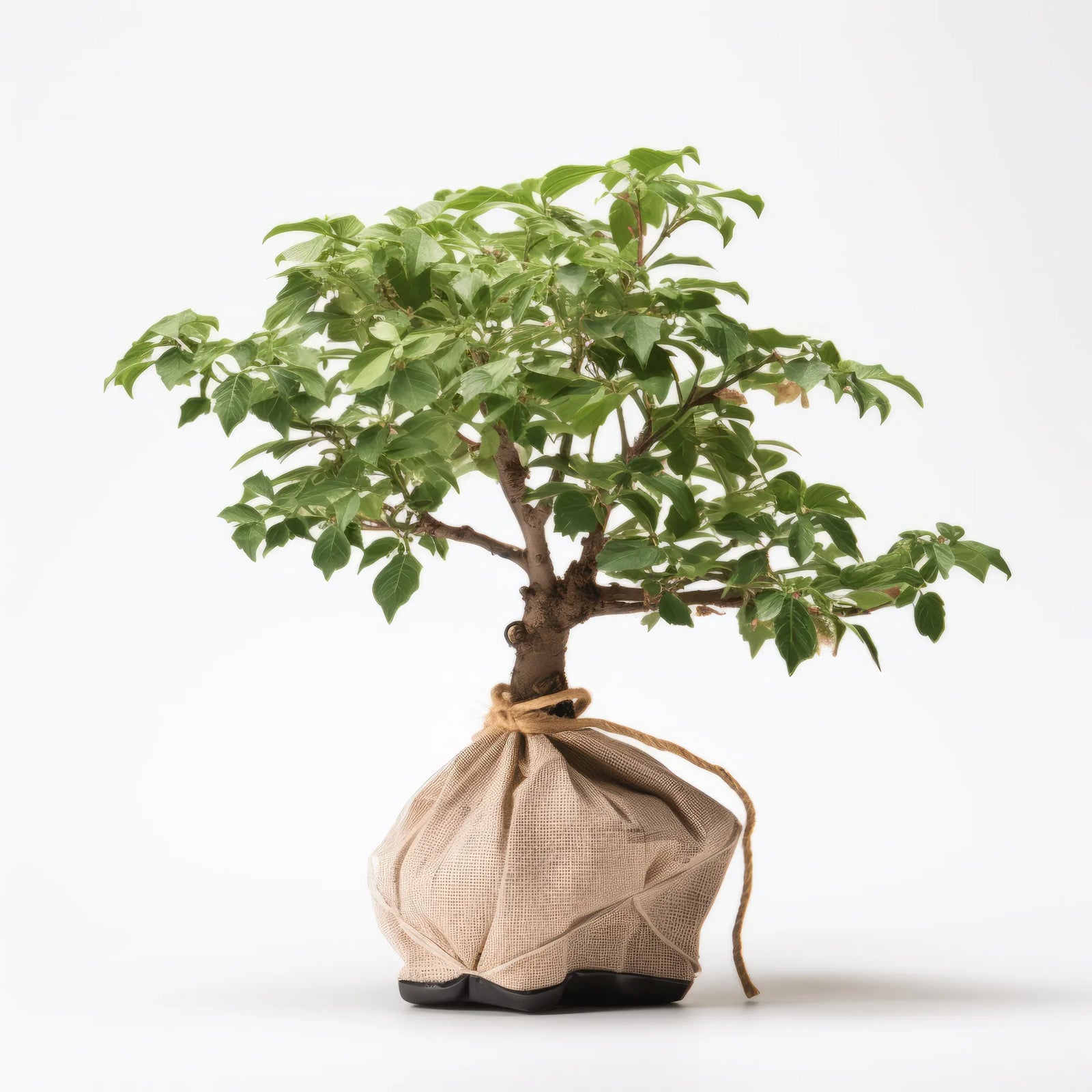 Amalasuintha ginkgo tree