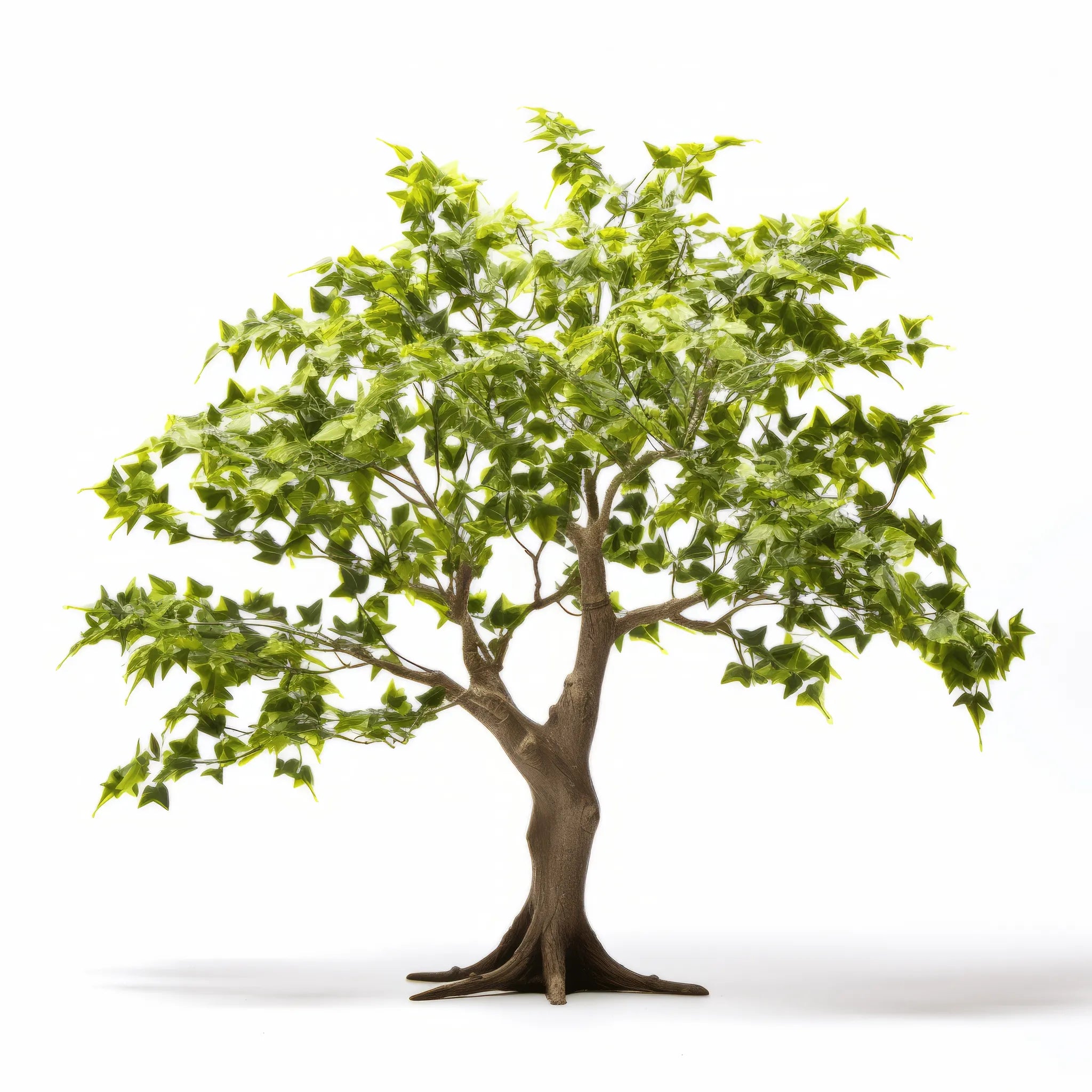 Amalthea ginkgo tree