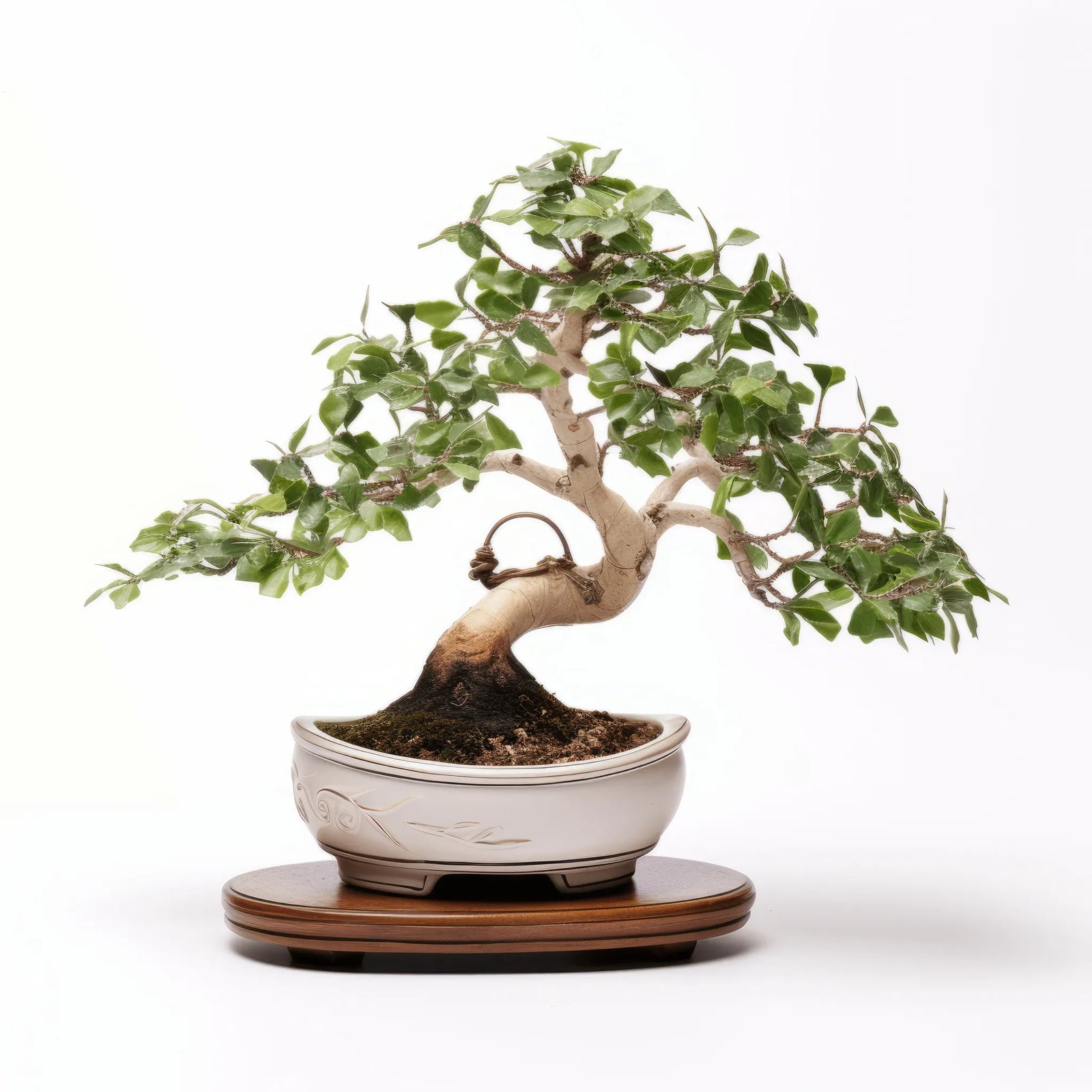 Amanda ginkgo tree